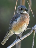 Bluebird4.jpg