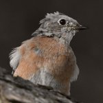 Bluebird10.jpg