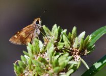 _ROY0954_00001.jpg