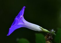 _ROY0961_00001.jpg