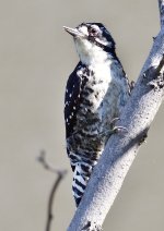 _ROY1037_00001.jpg