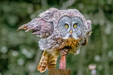 owl-2.jpg