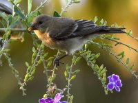 Goldfinch3.jpg