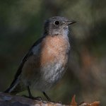 Bluebird.jpg