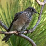 Bluebird10.jpg