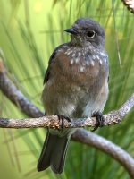 Bluebird12.jpg