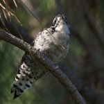 WoodPecker3.jpg