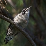 WoodPecker4.jpg