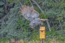_IVA3524_DxO-1.jpg