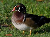 WoodDuck.jpg