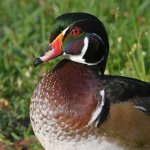 WoodDuck3.jpg