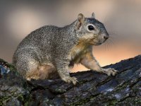Squirrel.jpg