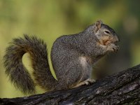 Squirrel4.jpg