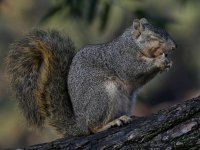 Squirrel9.jpg