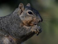 Squirrel10.jpg