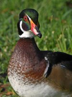 WoodDuck6.jpg