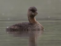 Grebe.jpg