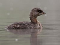 Grebe2.jpg