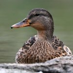 Mallard2.jpg