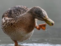 Mallard4.jpg