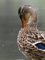 Mallard7.jpg