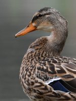 Mallard8.jpg