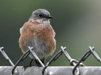 Bluebird5.jpg