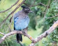 StellarsJay-500.jpg