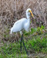Great Egret with Frog-101.jpg