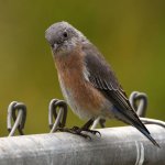 Bluebird2.jpg