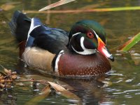 WoodDuck5.jpg
