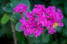 pinkgreen-1.jpg