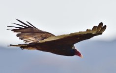 _ROY1138_00001.jpg