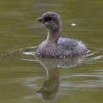 Grebe3.jpg