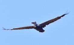 _ROY1630_00002.jpg