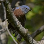 Bluebird15.jpg