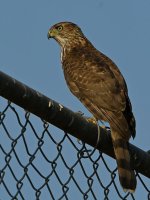 CoopersHawk.jpg