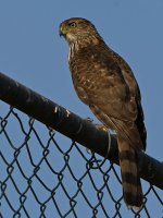 CoopersHawk2.jpg