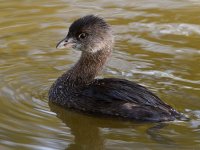 Grebe.jpg