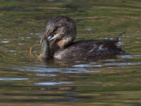 Grebe5.jpg