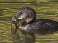 Grebe11.jpg