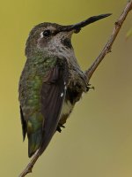 Hummer4.jpg