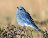 Bluebird-500.jpg