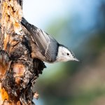 WBNuthatch-500.jpg