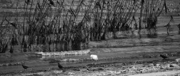 2020-08-11_13-51-40-B&W-s.jpg