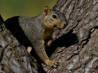 Squirrel.jpg