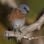 Bluebird5.jpg