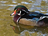 WoodDuck4.jpg