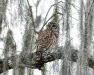 Barred Owl-101.jpg