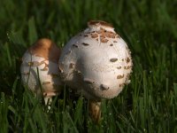 Shrooms.jpg